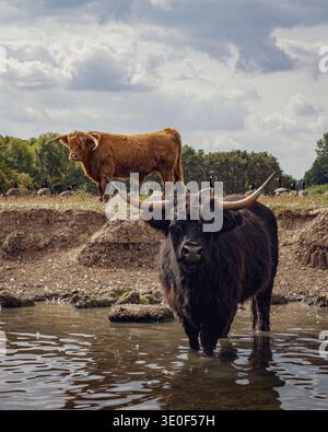 Due tori delle Highlands in piedi in un campo accanto a un canale in una giornata di sole con oche sullo sfondo nel Leicestershire, Inghilterra, Regno Unito. Foto Stock