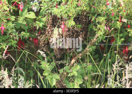 Grande sciame di api mellifere raggruppate su un ramo di fucsia in un riccio a Inishowen, Contea di Donegal, Irlanda. Foto Stock