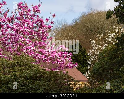 Magnolia rosa "Margaret Helen" e Magnolia bianca x loebneri "Merrill" in fiore all'inizio della primavera Foto Stock