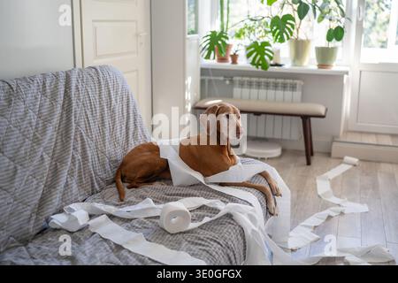 Il birichino e malizioso cane Vizsla che si stende sul divano avvolto in carta igienica dopo aver fatto disordine a casa. Foto Stock