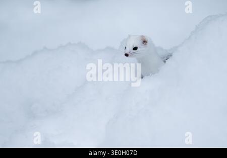 Stoat o Ermine con il suo cappotto bianco invernale che sbircia su tumuli di neve in un giardino nel nord della Finlandia Foto Stock
