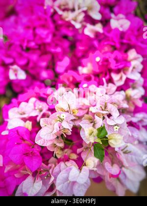 Primo piano di vibranti bratti di bouganville magenta e rosa tenue che creano un denso sfondo floreale con messa a fuoco selettiva Foto Stock