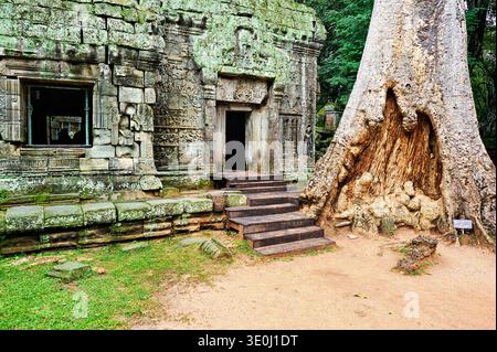 I visitatori osservano l'antico tempio di Ta Prohm ad Angkor, in Cambogia, dove i muri di pietra incontrano le radici di un grande tronco di alberi. Foto Stock