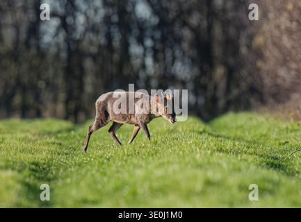 Un maschio sfacciato muntjac di Reeves ( Muntiacus reevesi ) che marcia attraverso il margine di erba degli agricoltori preso contro un habitat boschivo Suffolk, Regno Unito Foto Stock