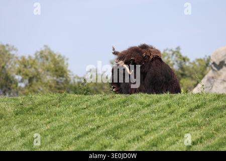 musk-bux (muskox) che guarda il ricco knoll erboso verde durante il sole estivo Foto Stock