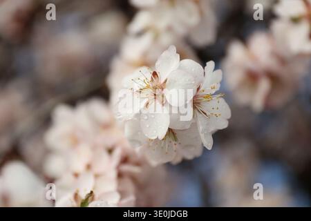 Foto ravvicinata di un ramo di mandorla in fiore con fiori bianchi con gocce di pioggia dopo la pioggia contro un cielo azzurro morbido in una giornata di primavera Foto Stock