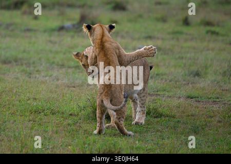 Lion cubs giocare combattimenti, Masai Mara riserva nazionale, Kenya Foto Stock