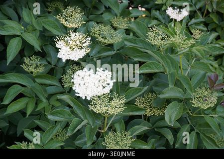 Macro primo piano di ammassi di fiori rosa e bianchi di tinus Viburnum (Laurustinus) arbusto sempreverde con fogliame verde scuro Foto Stock