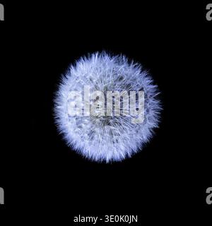 Puffball di Dandelion. Vista ravvicinata della sommità di un dente di leone (Taraxacum officinale). Popolarmente chiamato puffball, blowball o orologio a dente di leone Foto Stock