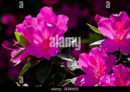 Le azalee indiane (Rhododendron indicum) fioriscono al Charles Wood Japanese Garden, 16 marzo 2024, a Mobile, Alabama. Foto Stock