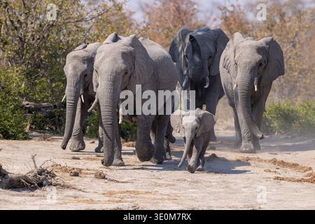 Una mandria di elefanti africani (Loxodonta africana) con un giovane vitello che cammina attraverso il bosco. Gruppo familiare a Savuti, Botswana. Foto Stock