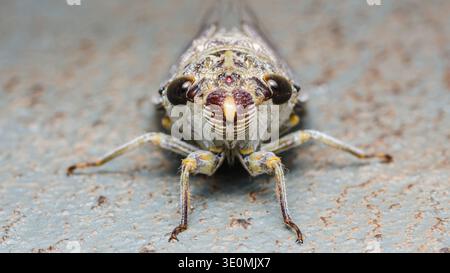 Cicada bug che mostra il viso dettagliato e gli occhi composti, appoggiato su uno sfondo grigio testurizzato. Scatto macro per catturare animali selvatici. Fotografia, niente generativ Foto Stock