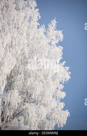 Splendido paesaggio invernale con rami di alberi pesantemente ricoperti di neve fresca contro un cielo azzurro. Sfondo di stagione minimal e sereno ideale per Foto Stock