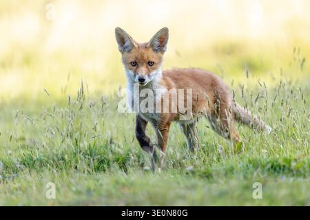 Fox Cub; Vulpes vulpes; Spring; UK Foto Stock