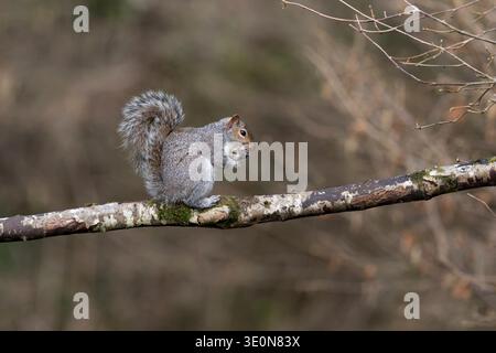 Scoiattolo grigio; Sciurus carolinensis; Grooming; UK Foto Stock