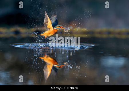KingFisher; Alcedo atthis; Successful Dive; Regno Unito Foto Stock