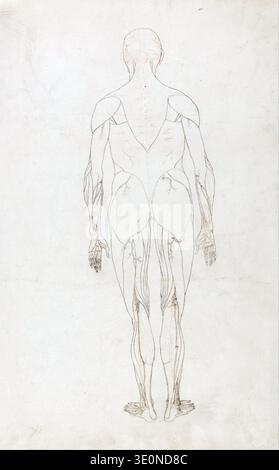 Questo splendido disegno anatomico di George Stubbs, risalente al 1795-1800, raffigura la muscolatura e il sistema vascolare di un corpo umano dal retro. Intitolato "A comparative Anatomical Exposition of the Structure of the Human Body with That of a Tiger and a Co.". Mette in mostra la meticolosa attenzione dell'artista ai dettagli e il suo approccio scientifico all'arte. Foto Stock
