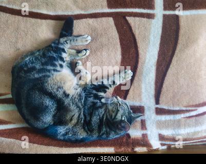 Una fotografia ad alto angolo di un bellissimo gatto di tabby arricciato su una coperta geometrica morbida, marrone e marrone. Il gatto sta dormendo in una posizione tranquilla Foto Stock