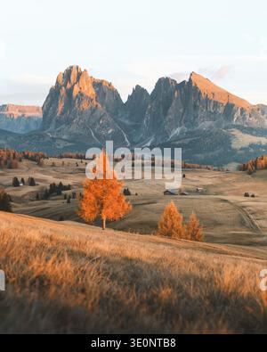 Vista delle spettacolari vette frastagliate che si innalzano maestosamente su un prato dorato punteggiato da vibranti alberi autunnali, bagnati dal caldo bagliore del sole che tramonta, Foto Stock