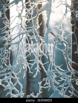 Vista dei delicati rami carichi di neve che si avvicinano al sole, le loro dita ghiacciate scintillano contro la luce soffusa e diffusa, Bellefosse, Grand Est, F. Foto Stock