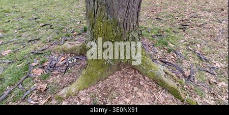 Le radici di Mossy Tree Trunk circondavano i pod caduti Foto Stock
