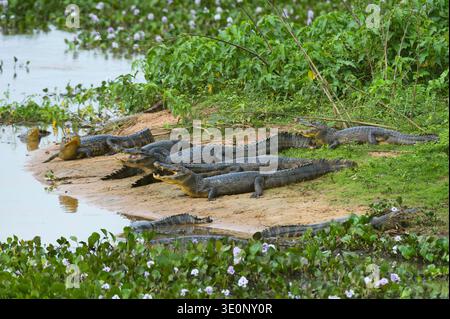 Caimano paraguaiano (Caiman yacare, Caiman crocodilus yacare), gruppo sulla riva del fiume Cuiaba, Brasile, Mato grosso, Pantanal Foto Stock
