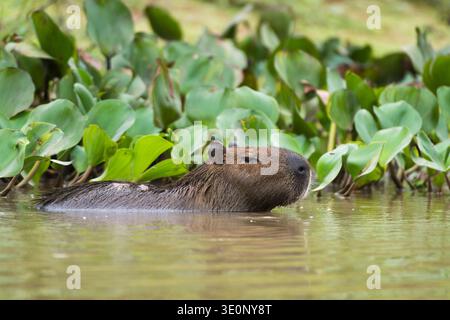 Capybara, carpincho (Hydrochaeris hydrochaeris, Hydrochoeris hydrochaeris), in acqua poco profonda sul bordo dell'acqua, vista laterale, Brasile, Mato Gro Foto Stock