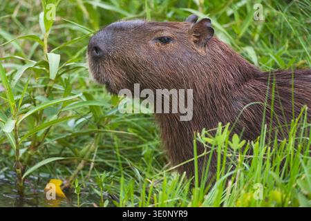 Capybara, carpincho (Hydrochaeris hydrochaeris, Hydrochoeris hydrochaeris), si trova nell'erba, Brasile, Mato grosso, Pantanal Foto Stock