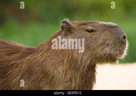Capybara, carpincho (Hydrochaeris hydrochaeris, Hydrochoeris hydrochaeris), verticale, vista laterale, Brasile, Mato grosso, Pantanal Foto Stock