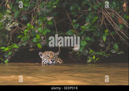 giaguaro (Panthera onca), in acqua poco profonda ai margini dell'acqua sotto la vegetazione rivierasca, ritratto, Brasile, Mato grosso, Pantanal Foto Stock