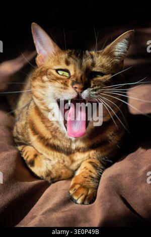 Ritratto ravvicinato di un gatto del Bengala che sbadiglia ampiamente, rivelando la lingua rosa e i denti affilati. Vivace pelliccia marmorizzata arancio-marrone con occhi verdi, suggestivo Foto Stock