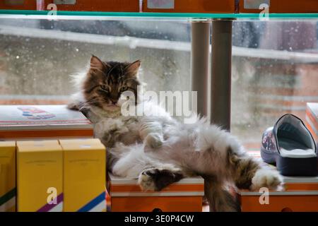 Un gatto rilassato in mezzo a scatole colorate in Una vetrina. Foto Stock