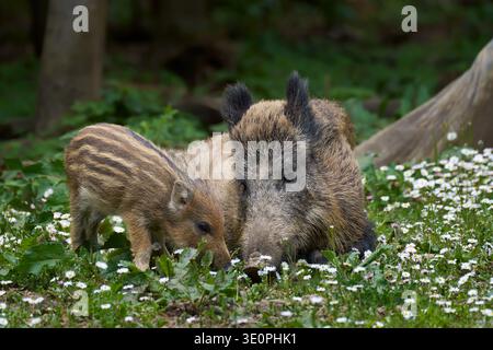 Suinetto di cinghiale in piedi accanto a una scrofa di cinghiale sdraiata (Sus scrofa) nella natura idilliaca Foto Stock