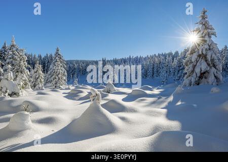 Paesaggio invernale incontaminato con una fitta foresta innevata nel Parco Nazionale di Harz, il sole splende dal cielo blu, vicino a Schierke, Sassonia-Anhalt, G. Foto Stock