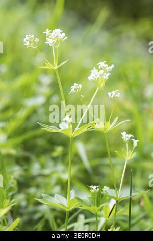 Bosco dolce (Galium odoratum, SYN.: Asperula odorata L.), noto anche come bosco profumato, erba di maggio, pianta con piccoli fiori bianchi e foglie verdi Foto Stock
