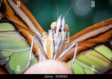 Vista macro estrema di una farfalla in vetro Greta oto appollaiata su un dito umano, rivelando texture intricate e delicate ali trasparenti. Foto Stock
