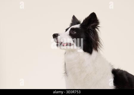 Bordo bianco e nero Collie fotografato di profilo su sfondo chiaro. Il cane guarda in alto con interesse, le orecchie sollevate e la bocca leggermente aperta. Foto Stock
