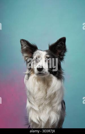 Border Collie si inserisce tranquillamente nella fotocamera con orecchie erette ed espressioni neutre su uno sfondo morbido e sfumato. L'atmosfera e' tranquilla e.. Foto Stock
