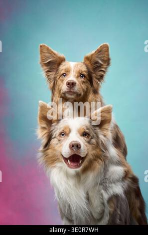 Due Border Collies si trovano fianco a fianco, sorridenti con orecchie adagiate davanti a uno sfondo pastello studio. La loro energia gioiosa è condivisa. Foto Stock