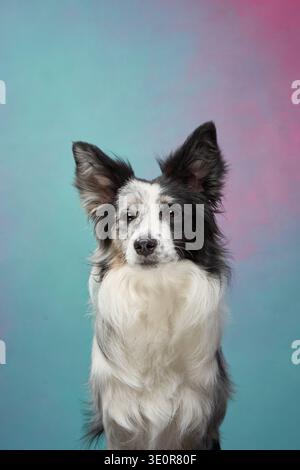 Border Collie è rivolto in avanti con orecchie e occhi concentrati, posizionato di fronte a uno sfondo a gradiente pastello. Foto Stock