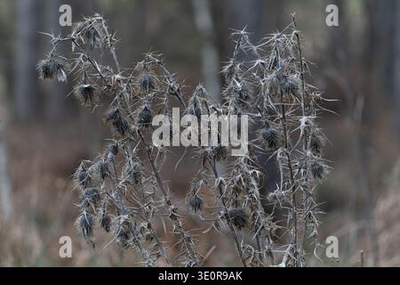 Teste di semi di cardo essiccate in inverno, emblema nazionale scozzese che si erge forte su uno sfondo boscoso Foto Stock