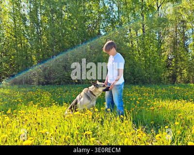 Un giovane ama passare del tempo con un cane circondato da fiori gialli in fiore sotto il sole. Foto Stock