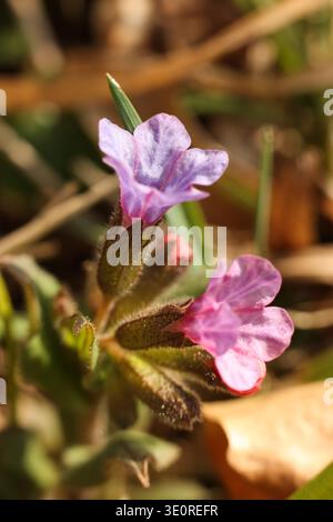 Primo piano dei Fiori della Pulmonaria obscura (Spring Lungwort) nell'habitat della foresta selvatica Foto Stock