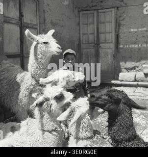 Fotografia d'epoca. Lama in un cortile a Puno. Foto Stock