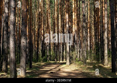 Soleggiato sentiero della foresta di pini attraverso alti alberi che crea un tranquillo sentiero nel bosco in primavera Foto Stock