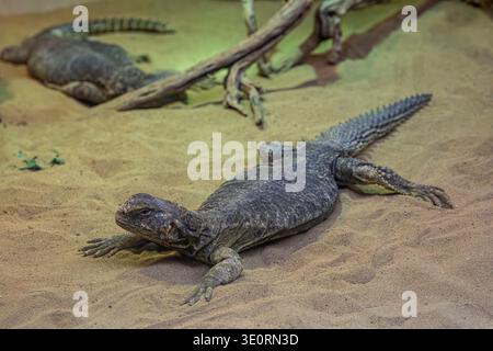 La mastigure ornata (Uromastyx ornata) è una specie di lucertola della famiglia Agamidae. Queste lucertole di medie dimensioni sono tra i membri più colorati della t Foto Stock