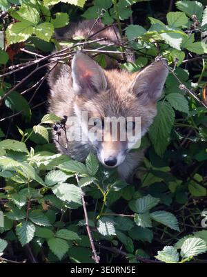 Fox Cub tra i brambles Foto Stock