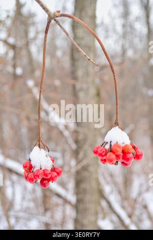Frutti di un sorbus americano (noto anche come sorbus aucuparia, cenere di montagna, wowan) ricoperti di neve durante l'inverno. Foto Stock