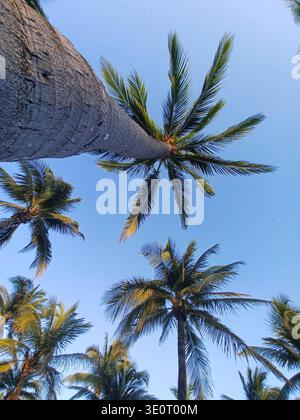 Le palme si allungano verso il cielo, dando la sensazione di estate. La foto viene scattata dal basso. Rappresenta il paradiso. Foto Stock