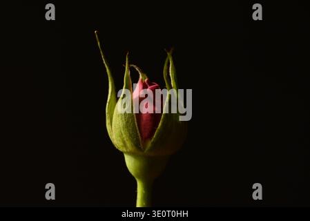 bozzolo rosa rosso con petali verdi su sfondo nero Foto Stock